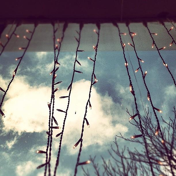 Fairy Photograph - Christmas Lights During The Day #xmas by Neil Gray