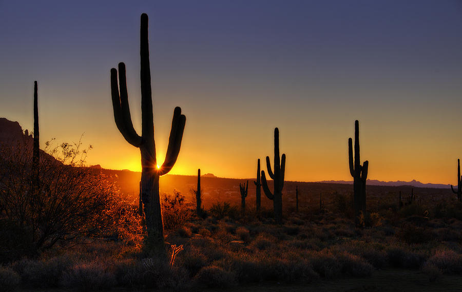 Nature Photograph - Christmas Morning in Arizona  by Saija Lehtonen