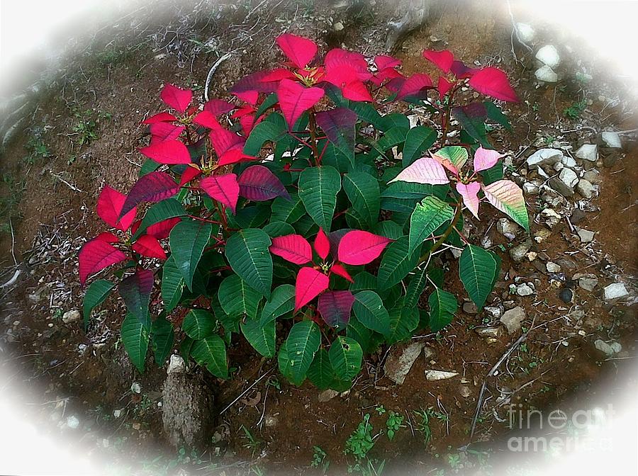 Christmas Poinsettia Photograph by Alice Terrill
