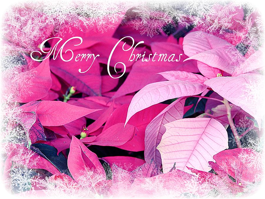 Christmas Poinsettia Photograph by Blair Wainman