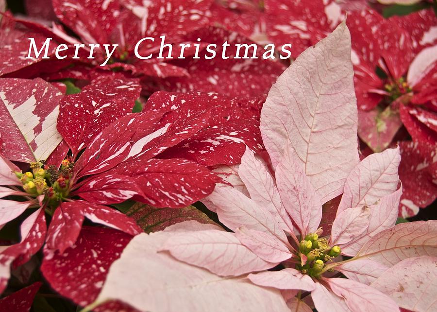 Christmas Poinsettias Photograph by Michael Peychich
