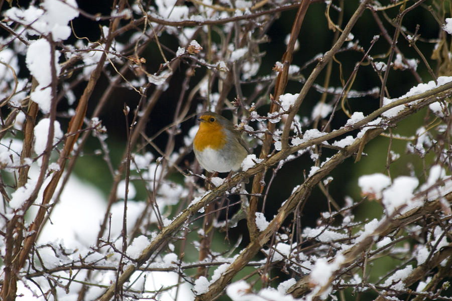 Christmas Robin Photograph by Ben Alcock - Pixels