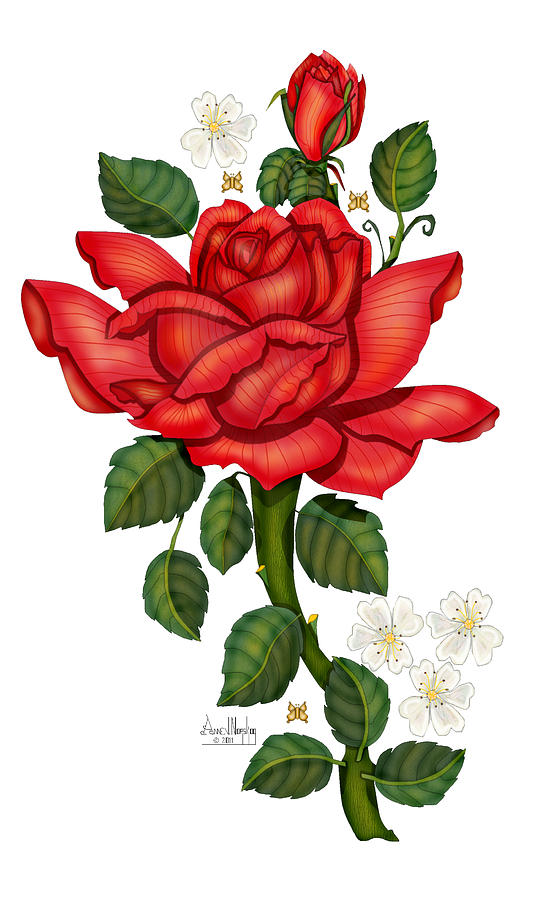 Red Rose Digital Art - Christmas Rose 2011 by Anne V Norskog Red Rose Digital Art - Christmas Rose 2011 by Anne V Norskog