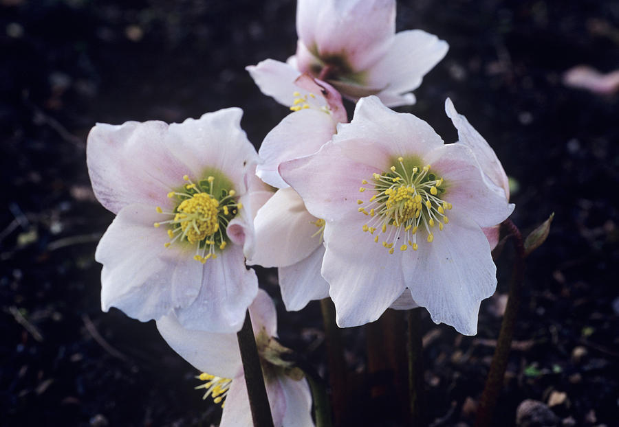 Christmas Rose Flowers Photograph by Adrian Thomas