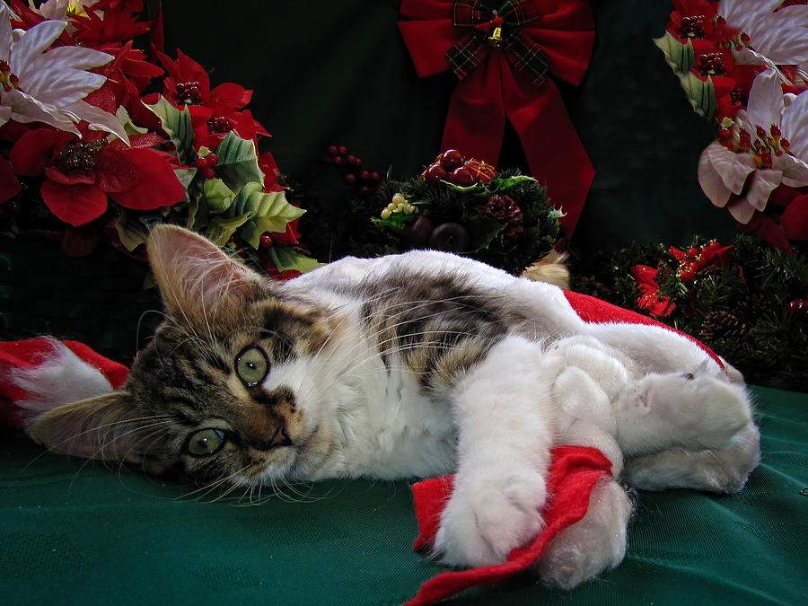 Santa Claus Photograph - Christmas Scene w Kitten - Sleepy Kitty Cat w Paws Stretched Out Waiting for Santa Claus on Xmas Eve by Chantal PhotoPix
