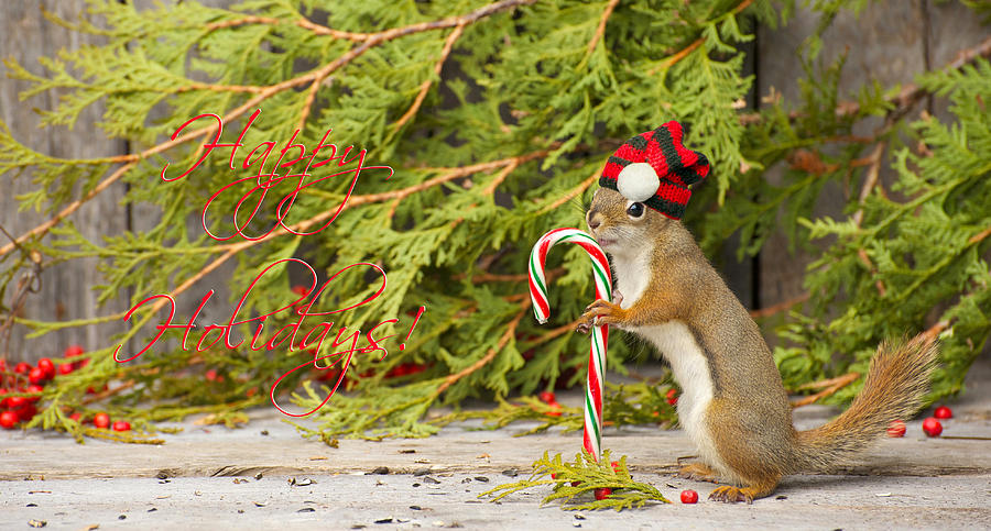 Unique Photograph - Christmas Squirrel. by Kelly Nelson