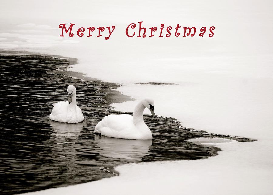 Christmas Swans 2367 Photograph by Michael Peychich