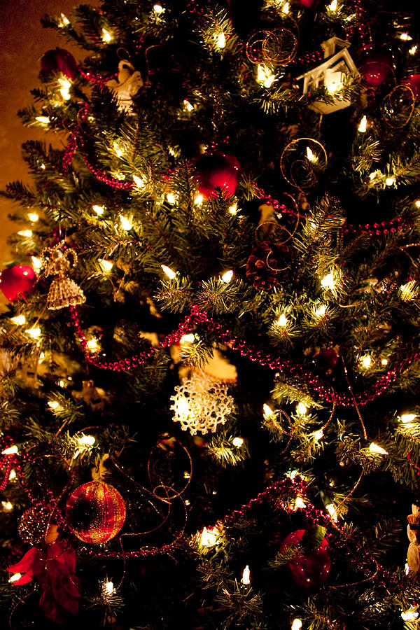 Christmas Tree Photograph by Angie Rayfield