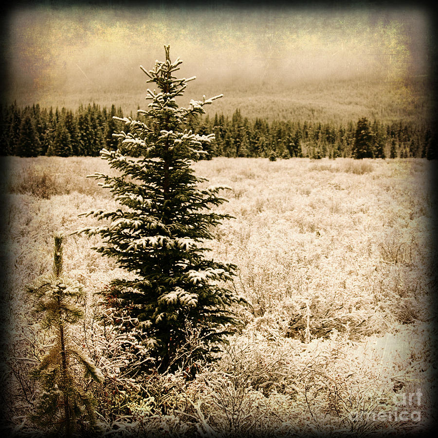 Nature Photograph - Christmas Tree in a Pine Tree Forest in a Snow Covered Field in  by ELITE IMAGE photography By Chad McDermott