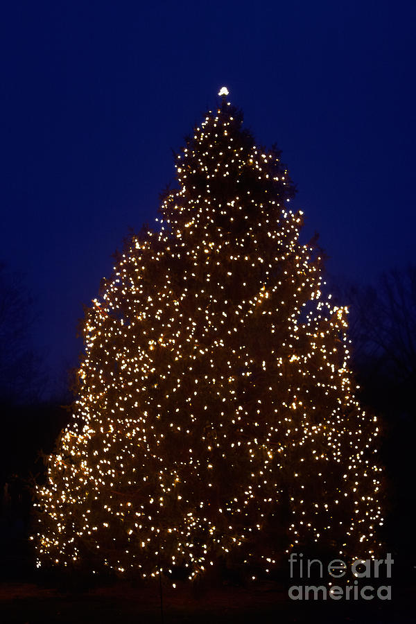Christmas Photograph - Christmas Tree One by Susan Isakson