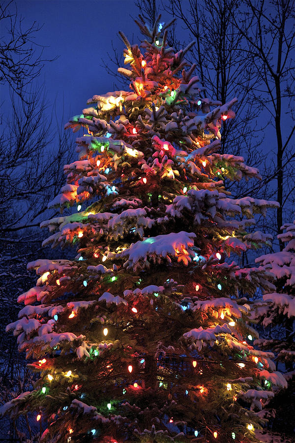 Nature Photograph - Christmas Tree by Robert Joseph