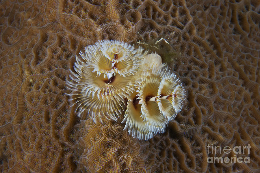 Christmas Tree Worm In Hard Coral Photograph