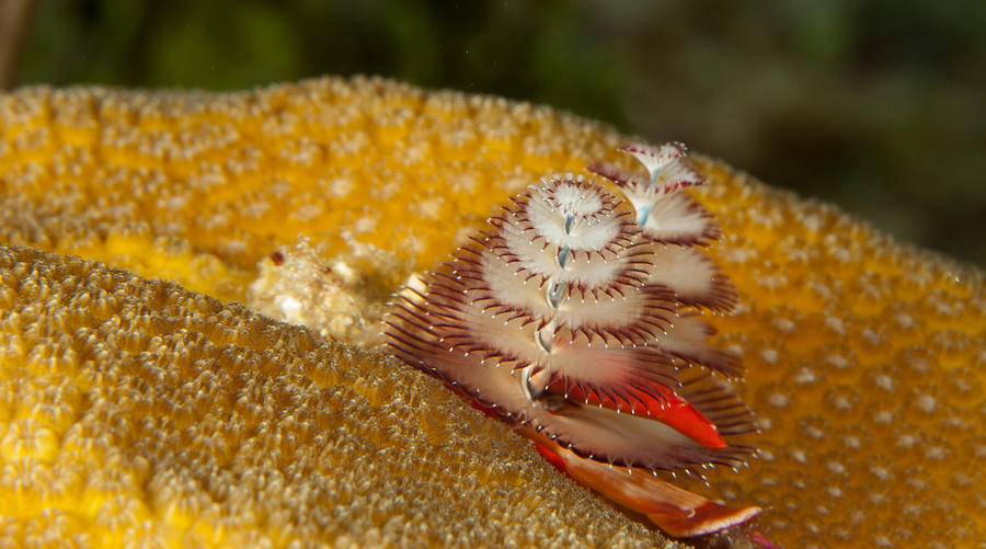 Animal Photograph - Christmas tree worm by Jean Noren