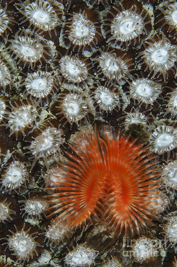 Christmas Tree Worm On Coral, Belize Photograph by Todd Winner