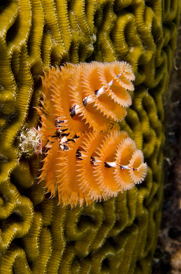 Christmas Tree Worm Spirobranchus Photograph by Pete Oxford