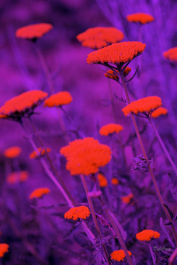 Chromatic Florals Photograph by Deborah  Crew-Johnson