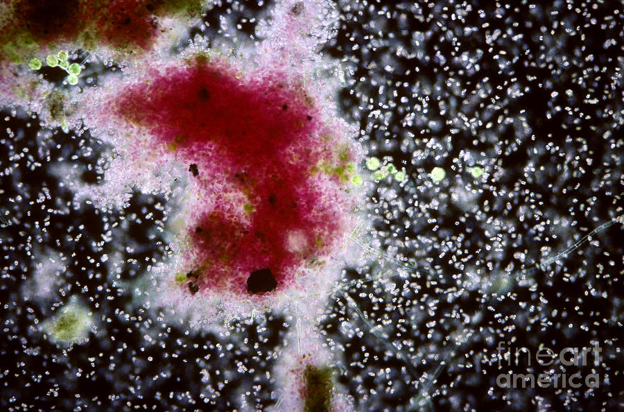 Chromatium Sp. Bacteria Photograph by M. I. Walker