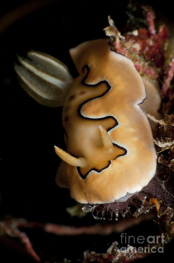 Chromodoris Coi Sea Slug Nudibranch Photograph by Mathieu Meur
