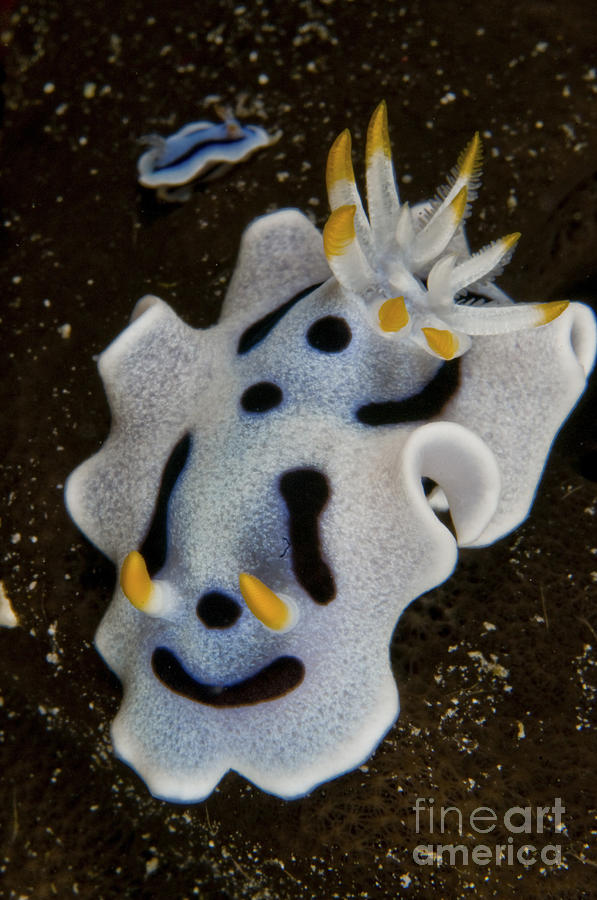Chromodoris Dianae Sea Slug Nudibranch Photograph by Mathieu Meur