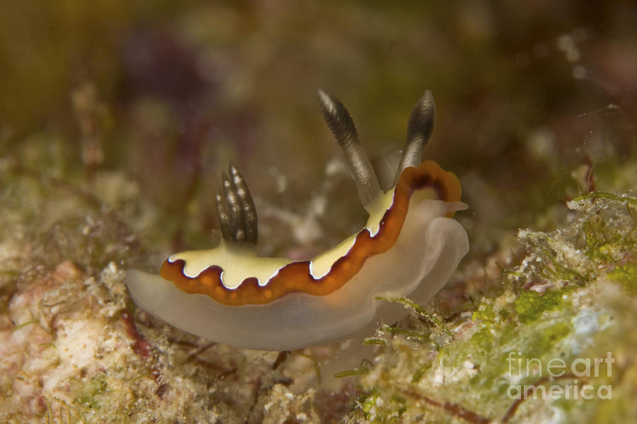 Chromodoris Fidelis Sea Slug Nudibranch Photograph by Mathieu Meur