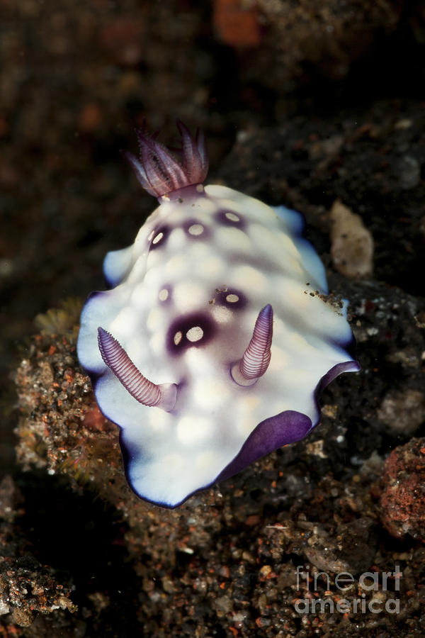 Chromodoris Hintuanensis Sea Slug Photograph by Mathieu Meur