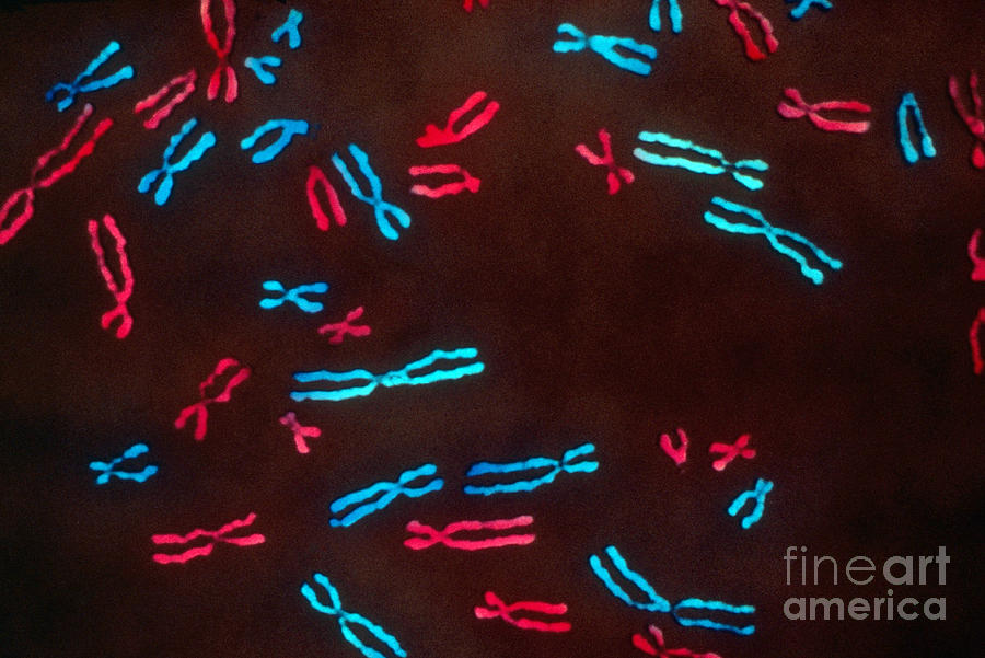 Chromosomes In Metaphase, Lm Photograph by Omikron