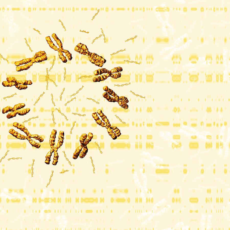 Chromosomes Photograph By Mehau Kulyk Fine Art America 4391