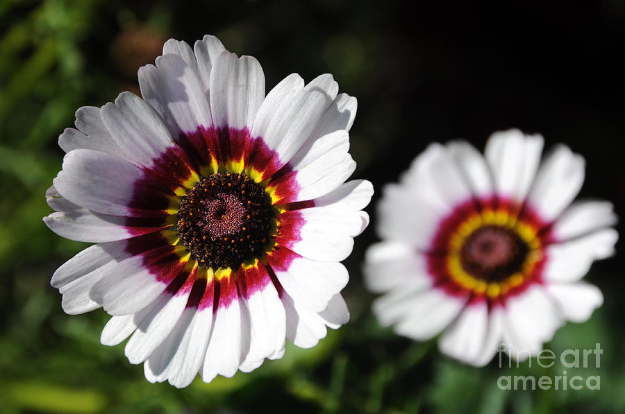 Chrysanthemum - Tricolor Daisy Flower Photograph by Gary Whitton