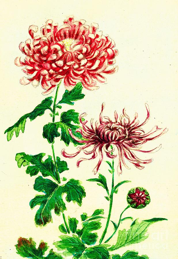 Flower Photograph - Chrysanthemum 1870 by Padre Art