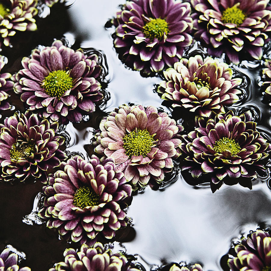 Chrysanthemum 3 Photograph