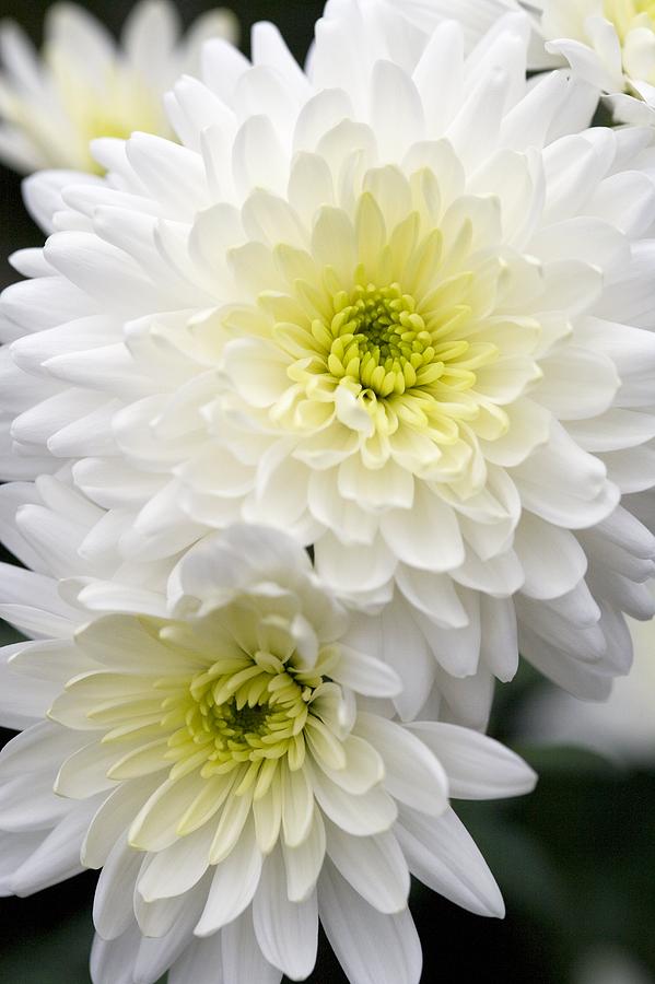 Chrysanthemum 'arctic Queen' Photograph by Jon Stokes