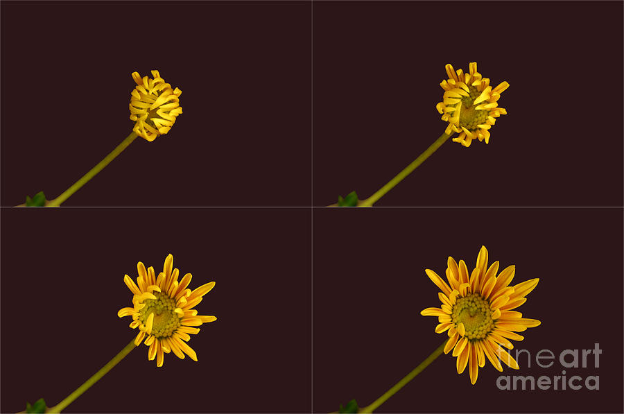 Flower Photograph - Chrysanthemum Blooming Sequence by Ted Kinsman