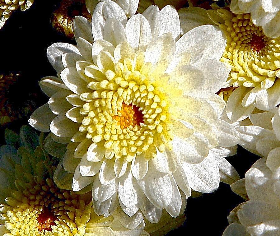 Chrysanthemum Digital Art by Carrie OBrien Sibley