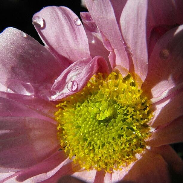Flowers Still Life Photograph - #chrysanthemum #closeup #close_up by Linandara Linandara