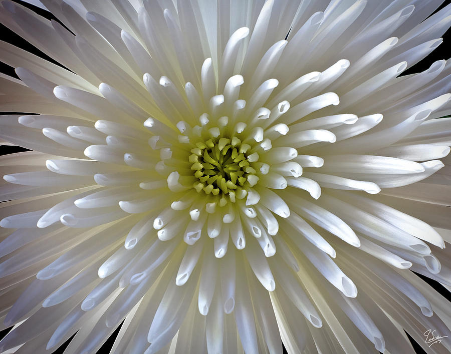 Chrysanthemum Photograph by Endre Balogh
