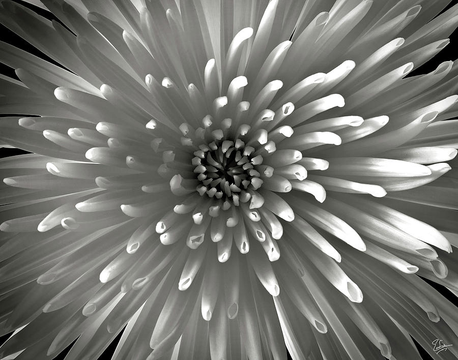 Chrysanthemum in Black and White Photograph by Endre Balogh