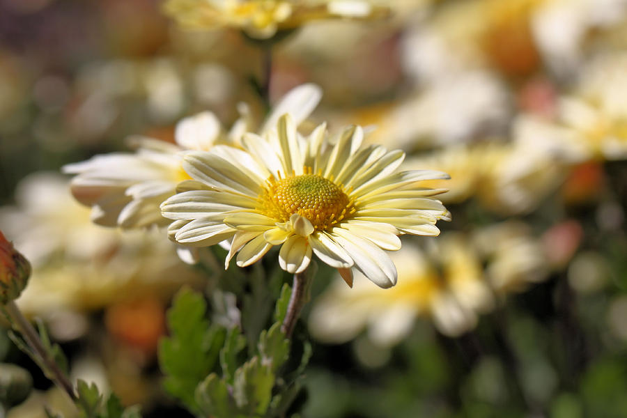 Chrysanthemum Photograph by Katherine White
