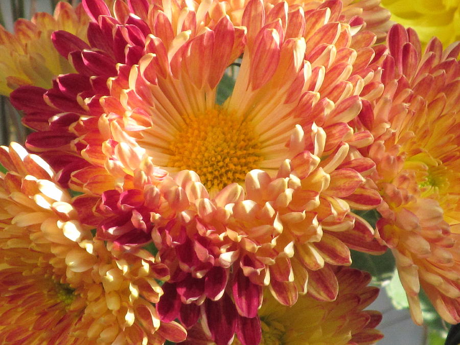 Chrysanthemum Macro Photograph by Alfred Ng