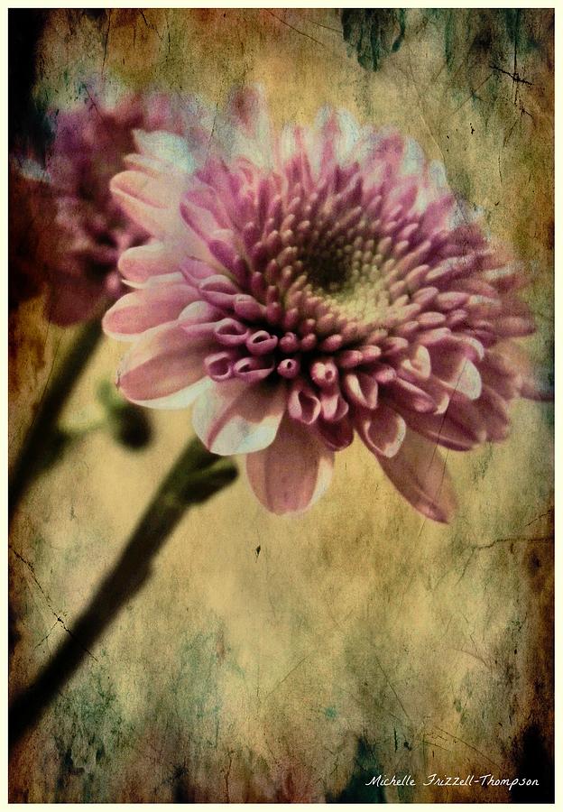 Chrysanthemum Digital Art by Michelle Frizzell-Thompson