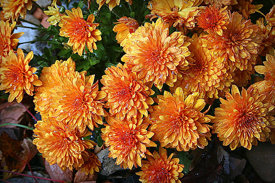 Chrysanthemums Photograph by Kay Novy