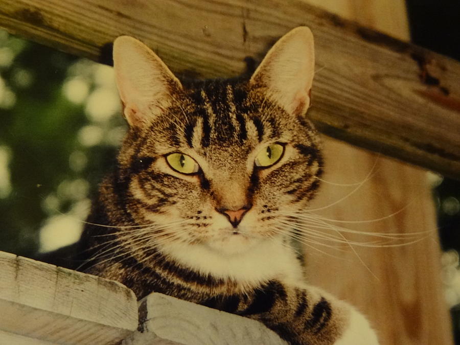 Cat Photograph - Chubbs on the Deck by Nancy Fillip