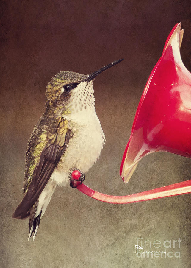 Chubby Hummer Photograph by Pam  Holdsworth