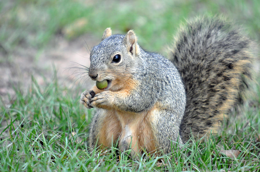 Chubby Squirrel 2 Photograph by Teresa Blanton - Pixels