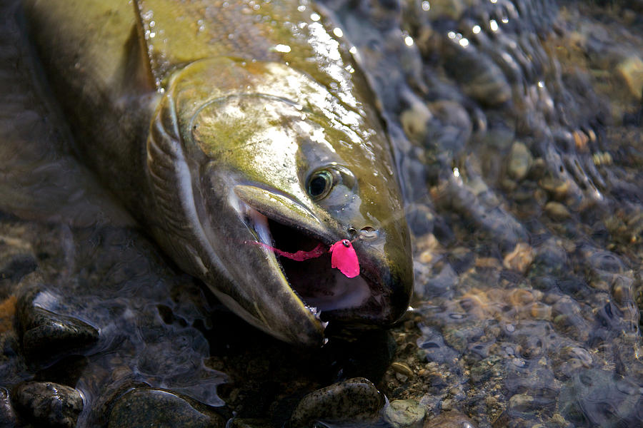 Salmon Photograph - Chum salmon by Ivan SABO