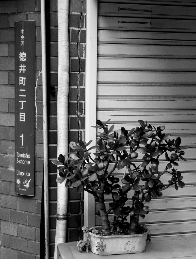 Chuo-ku Photograph - Chuo-ku money-plant by Baato Chuo-ku Photograph - Chuo-ku money-plant by Baato