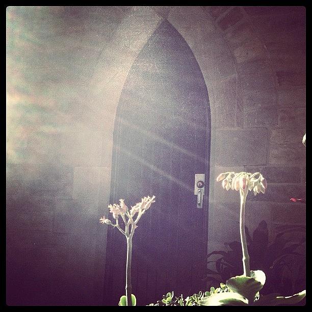 Flower Photograph - #church#flowers #florist #followme #sun by Shayle Graham
