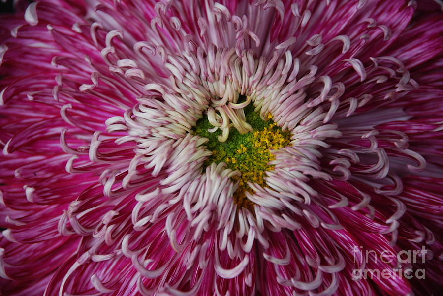 Chyrsanthemum up Close Photograph by Pravine Chester