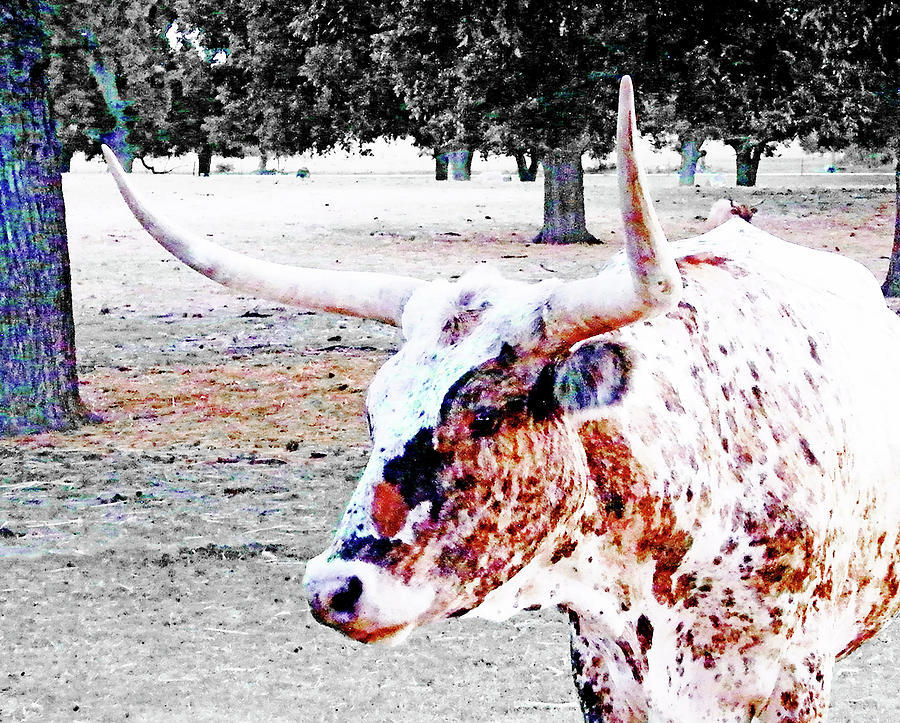 Cibolo Ranch Steer Digital Art by Lizi Beard-Ward