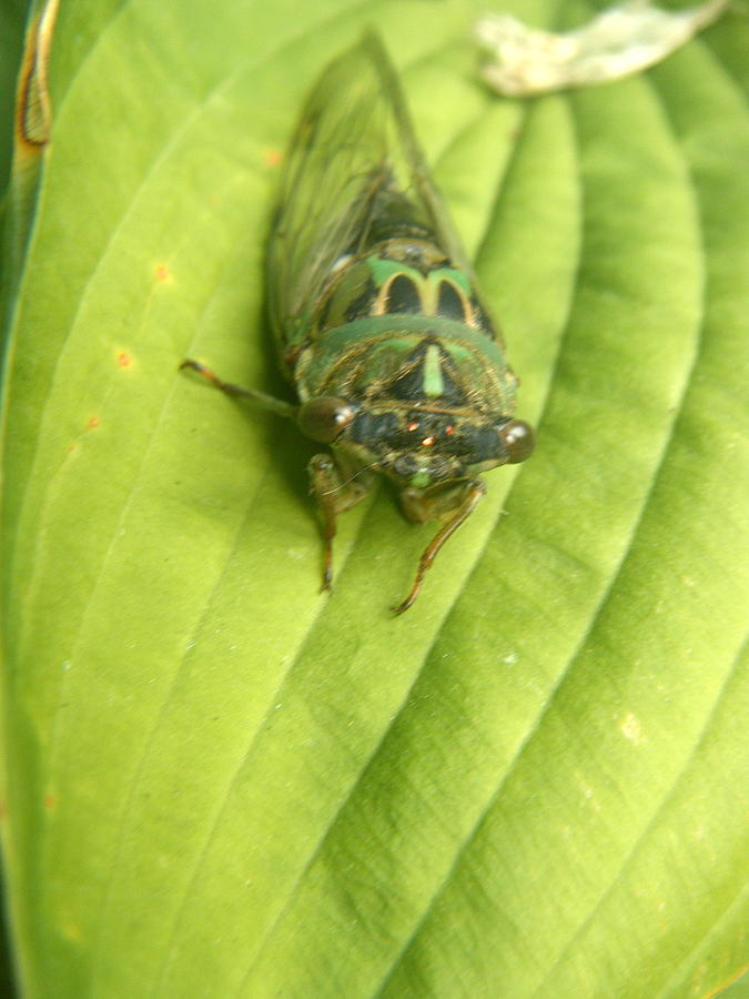 Cicada Photograph