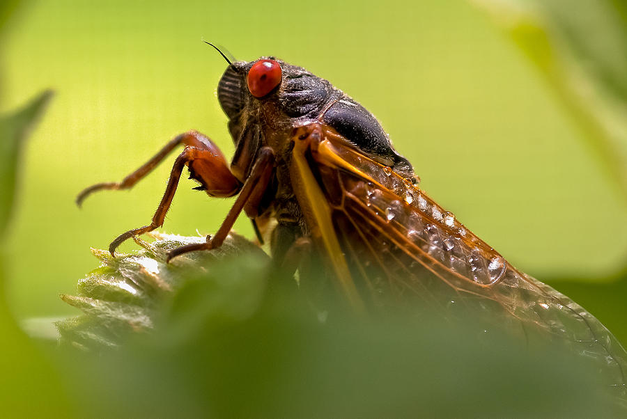 Insects Photograph - Cicada I by Gene Hilton